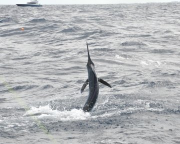 Blue Marlin jumping out of water