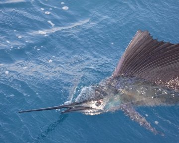 Blue Marlin swimming on the surface of water